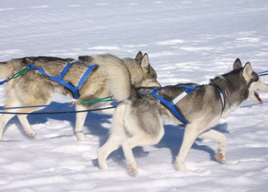 sled dogs at lotus lake discovery center